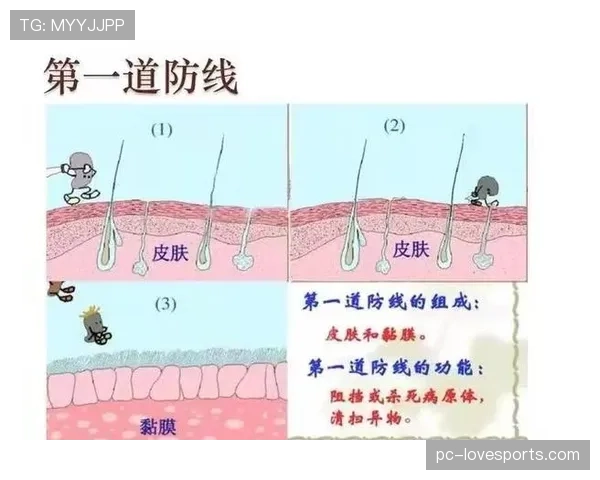 乌加特作为防线前屏障的防守作用与价值解析 乌加特作为防线前屏障的防守作用与价值解析